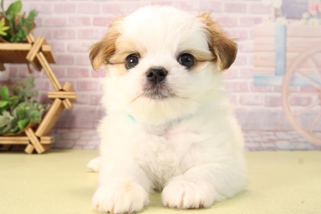 愛知県のハーフ犬・ミックス犬 (Coo&RIKU名古屋中川店/2025年9月21日生まれ/男の子/ホワイトレッド)の子犬