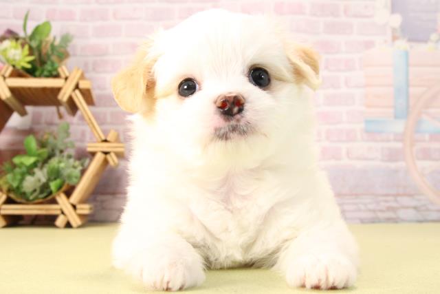 愛知県のハーフ犬・ミックス犬 (Coo&RIKU岡崎店/2025年9月21日生まれ/女の子/ホワイトクリーム)の子犬の1枚目の画像