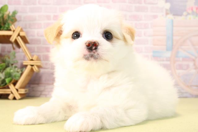 愛知県のハーフ犬・ミックス犬 (Coo&RIKU岡崎店/2025年9月21日生まれ/女の子/ホワイトクリーム)の子犬の3枚目の画像