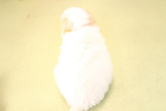 愛知県のハーフ犬・ミックス犬 (Coo&RIKU岡崎店/2025年9月21日生まれ/女の子/ホワイトクリーム)の子犬の4枚目の画像