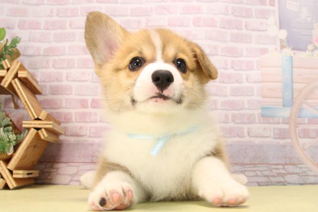 愛知県のウェルシュコーギーペンブローク (Coo&RIKU岡崎店/2025年9月19日生まれ/男の子/セーブルホワイト)の子犬の1枚目の画像