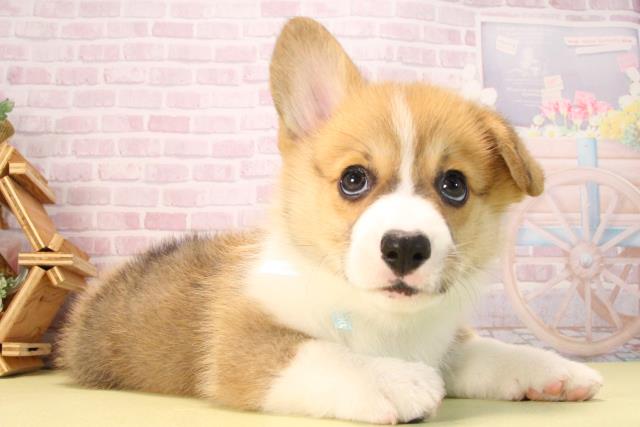 愛知県のウェルシュコーギーペンブローク (Coo&RIKU岡崎店/2025年9月19日生まれ/男の子/セーブルホワイト)の子犬の2枚目の画像