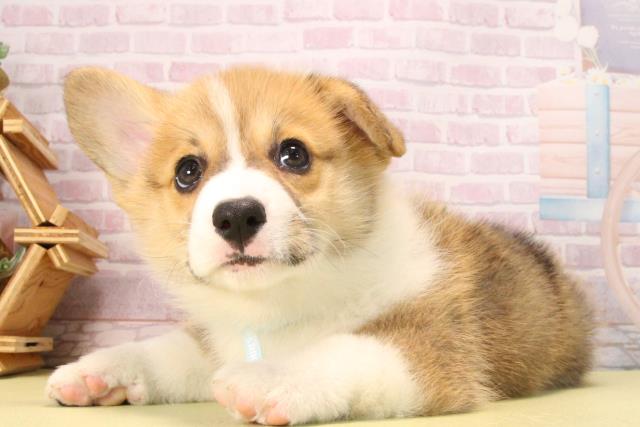 愛知県のウェルシュコーギーペンブローク (Coo&RIKU岡崎店/2025年9月19日生まれ/男の子/セーブルホワイト)の子犬の3枚目の画像