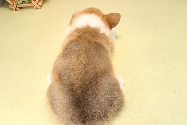 愛知県のウェルシュコーギーペンブローク (Coo&RIKU岡崎店/2025年9月19日生まれ/男の子/セーブルホワイト)の子犬の4枚目の画像