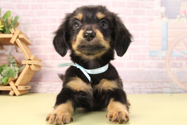 三重県のハーフ犬・ミックス犬 (Coo&RIKU四日市店/2025年9月20日生まれ/男の子/ブラックタン)の子犬の1枚目の画像