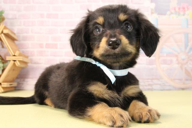 三重県のハーフ犬・ミックス犬 (Coo&RIKU四日市店/2025年9月20日生まれ/男の子/ブラックタン)の子犬の2枚目の画像