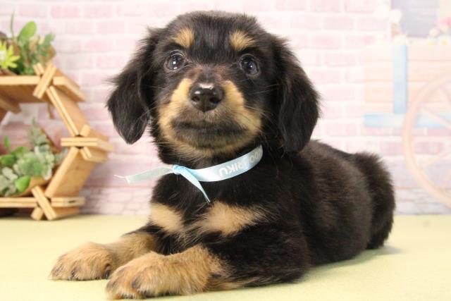 三重県のハーフ犬・ミックス犬 (Coo&RIKU四日市店/2025年9月20日生まれ/男の子/ブラックタン)の子犬の3枚目の画像