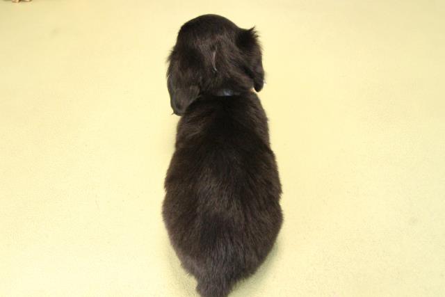 三重県のハーフ犬・ミックス犬 (Coo&RIKU四日市店/2025年9月20日生まれ/男の子/ブラックタン)の子犬の4枚目の画像