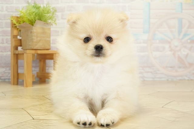 愛知県のポメラニアン (Coo&RIKU岡崎店/2025年9月17日生まれ/女の子/クリーム)の子犬の1枚目の画像