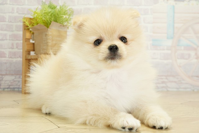 愛知県のポメラニアン (Coo&RIKU岡崎店/2025年9月17日生まれ/女の子/クリーム)の子犬の2枚目の画像