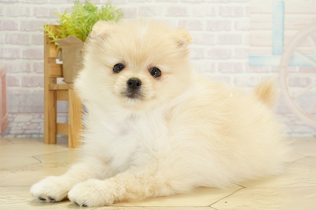 愛知県のポメラニアン (Coo&RIKU岡崎店/2025年9月17日生まれ/女の子/クリーム)の子犬の3枚目の画像