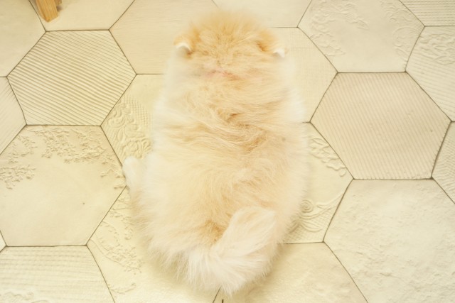 愛知県のポメラニアン (Coo&RIKU岡崎店/2025年9月17日生まれ/女の子/クリーム)の子犬の4枚目の画像