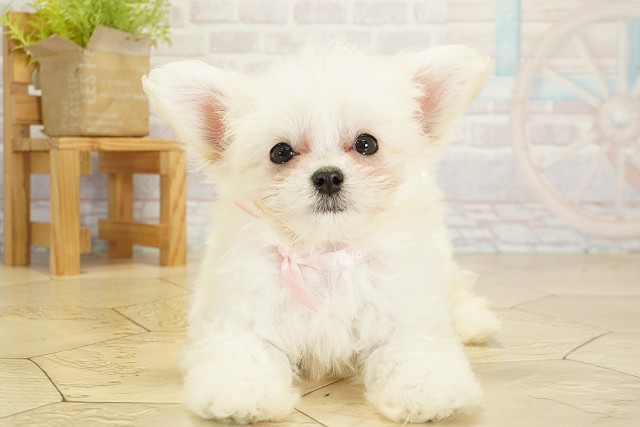 愛知県のチワプー/プーチー(チワワ×プードル) (Coo&RIKU名古屋中川店/2025年9月17日生まれ/女の子/ホワイト)の子犬の1枚目の画像