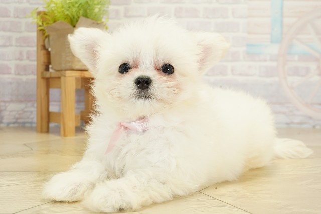 愛知県のチワプー/プーチー(チワワ×プードル) (Coo&RIKU名古屋中川店/2025年9月17日生まれ/女の子/ホワイト)の子犬の3枚目の画像