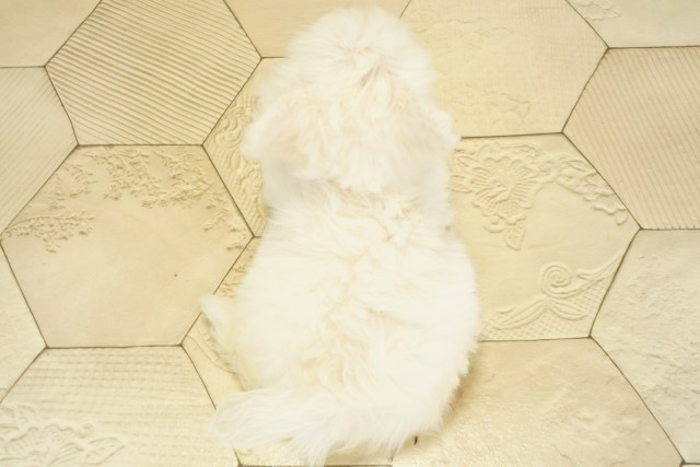 愛知県のチワプー/プーチー(チワワ×プードル) (Coo&RIKU名古屋中川店/2025年9月17日生まれ/女の子/ホワイト)の子犬の4枚目の画像