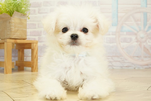 愛知県のハーフ犬・ミックス犬 (Coo&RIKU名古屋みなと店/2025年9月17日生まれ/男の子/ホワイト)の子犬の1枚目の画像