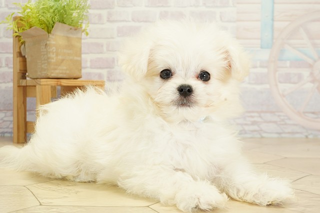 愛知県のハーフ犬・ミックス犬 (Coo&RIKU名古屋みなと店/2025年9月17日生まれ/男の子/ホワイト)の子犬の2枚目の画像