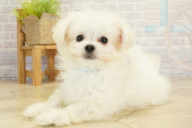 愛知県のハーフ犬・ミックス犬 (Coo&RIKU名古屋みなと店/2025年9月17日生まれ/男の子/ホワイト)の子犬の3枚目の画像