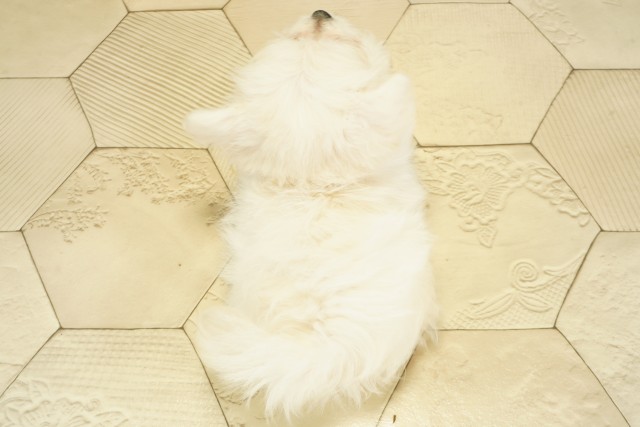 愛知県のハーフ犬・ミックス犬 (Coo&RIKU名古屋みなと店/2025年9月17日生まれ/男の子/ホワイト)の子犬の4枚目の画像