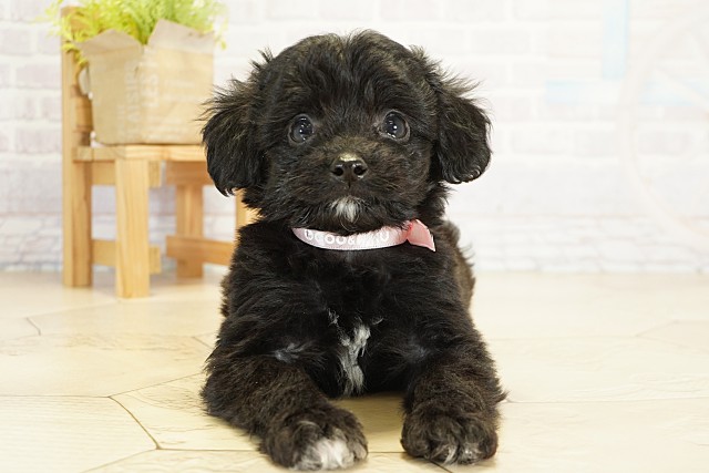 愛知県のハーフ犬・ミックス犬 (Coo&RIKU岡崎店/2025年9月21日生まれ/女の子/ブラックホワイト)の子犬の1枚目の画像