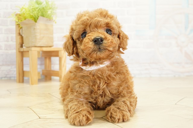 愛知県のトイプードル(トイ) (Coo&RIKU半田店/2025年9月18日生まれ/女の子/レッド)の子犬