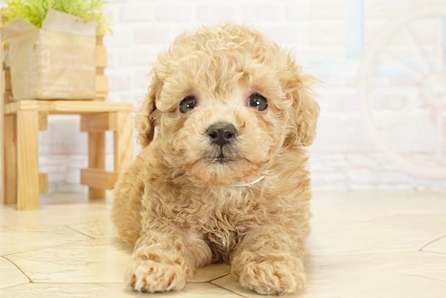 愛知県のトイプードル(トイ) (Coo&RIKU東海店/2025年9月18日生まれ/男の子/アプリコット)の子犬