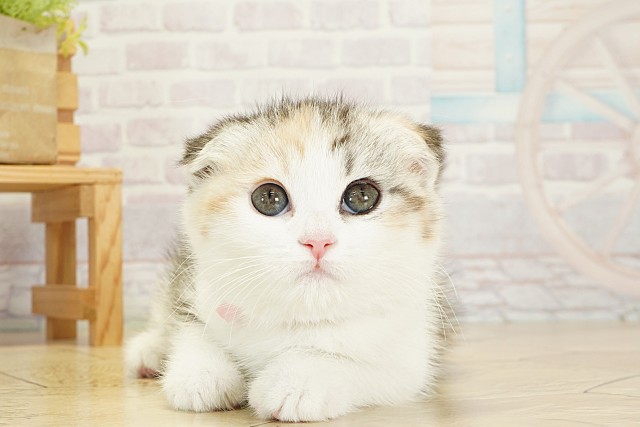 三重県のスコティッシュフォールド (Coo&RIKU四日市店/2025年9月18日生まれ/女の子/ブラウンパッチドタビーホワイト)の子猫の1枚目の画像