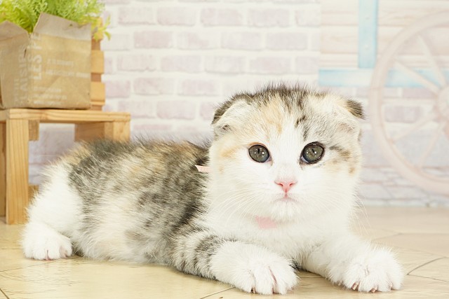 三重県のスコティッシュフォールド (Coo&RIKU四日市店/2025年9月18日生まれ/女の子/ブラウンパッチドタビーホワイト)の子猫の2枚目の画像