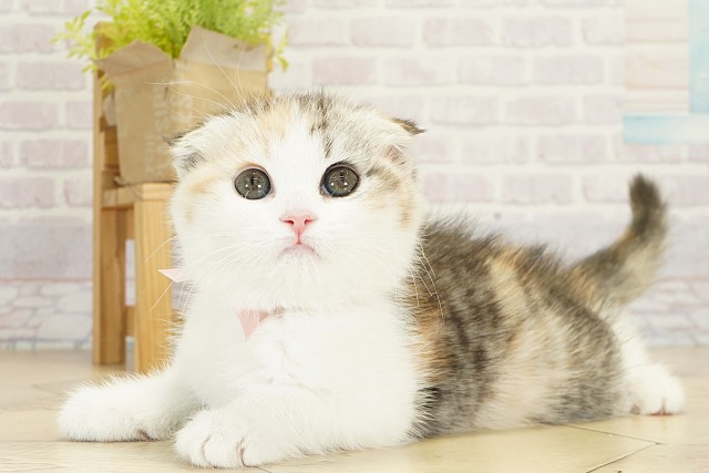 三重県のスコティッシュフォールド (Coo&RIKU四日市店/2025年9月18日生まれ/女の子/ブラウンパッチドタビーホワイト)の子猫の3枚目の画像