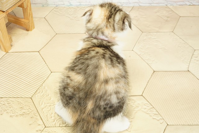 三重県のスコティッシュフォールド (Coo&RIKU四日市店/2025年9月18日生まれ/女の子/ブラウンパッチドタビーホワイト)の子猫の4枚目の画像