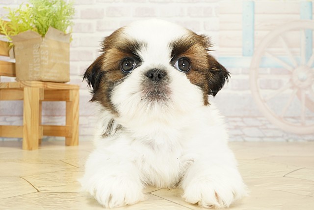 愛知県のシーズー (Coo&RIKU東海店/2025年9月21日生まれ/男の子/ホワイトゴールド)の子犬