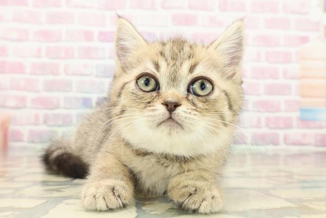 新潟県のミヌエット (Coo&RIKU長岡店/2025年9月18日生まれ/男の子/ブラウンタビー)の子猫