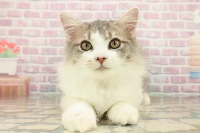 埼玉県のサイベリアン (Coo&RIKU川口戸塚店/2025年7月17日生まれ/男の子/ブルータビーホワイト)の子猫の1枚目の画像