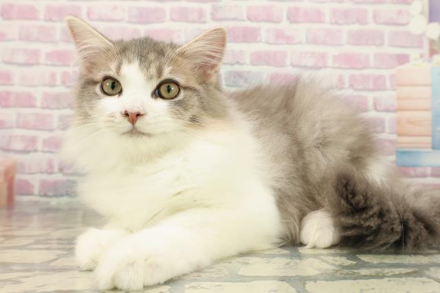 埼玉県のサイベリアン (Coo&RIKU川口戸塚店/2025年7月17日生まれ/男の子/ブルータビーホワイト)の子猫の2枚目の画像