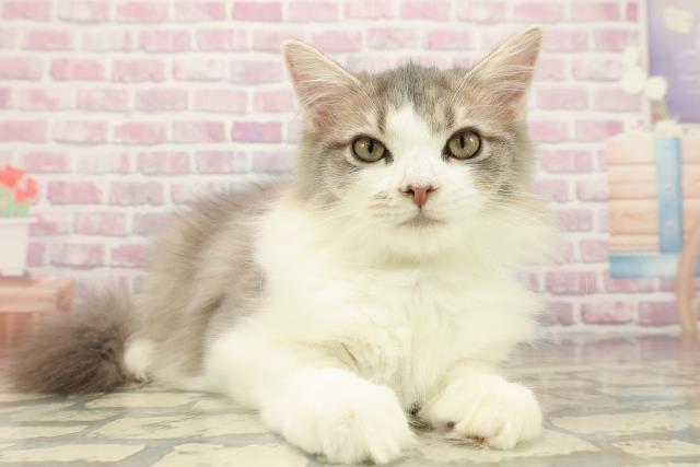 埼玉県のサイベリアン (Coo&RIKU川口戸塚店/2025年7月17日生まれ/男の子/ブルータビーホワイト)の子猫の3枚目の画像