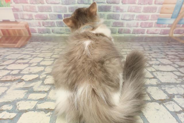 埼玉県のサイベリアン (Coo&RIKU川口戸塚店/2025年7月17日生まれ/男の子/ブルータビーホワイト)の子猫の4枚目の画像