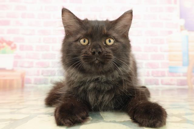 東京都のサイベリアン (Coo&RIKU府中店/2025年8月20日生まれ/男の子/ブラックスモーク)の子猫の1枚目の画像