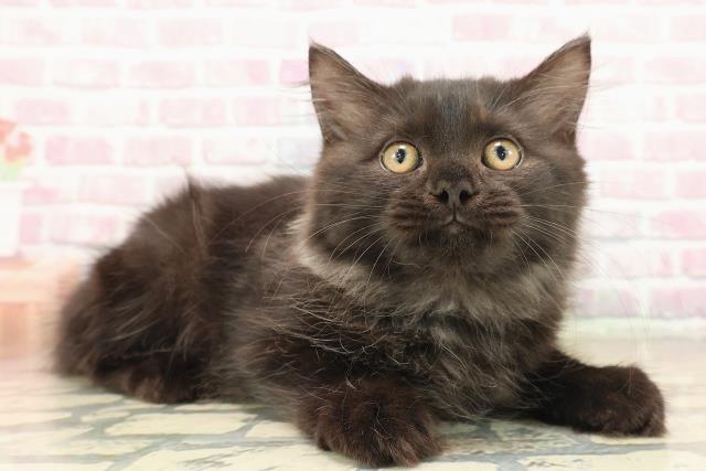 東京都のサイベリアン (Coo&RIKU府中店/2025年8月20日生まれ/男の子/ブラックスモーク)の子猫の2枚目の画像
