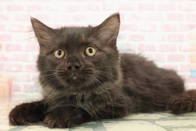 東京都のサイベリアン (Coo&RIKU府中店/2025年8月20日生まれ/男の子/ブラックスモーク)の子猫の3枚目の画像