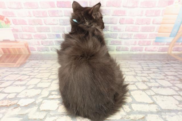 東京都のサイベリアン (Coo&RIKU府中店/2025年8月20日生まれ/男の子/ブラックスモーク)の子猫の4枚目の画像