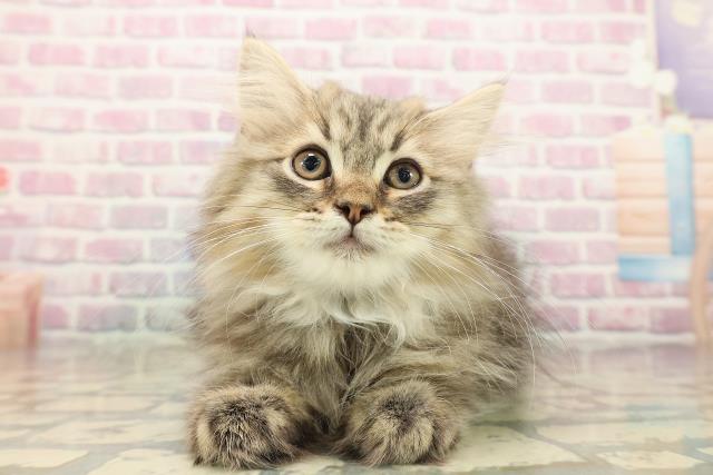 北海道のサイベリアン (Coo&RIKU室蘭店/2025年8月20日生まれ/男の子/ブラウンタビー)の子猫の1枚目の画像