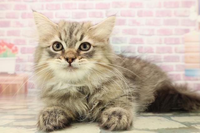 北海道のサイベリアン (Coo&RIKU室蘭店/2025年8月20日生まれ/男の子/ブラウンタビー)の子猫の2枚目の画像