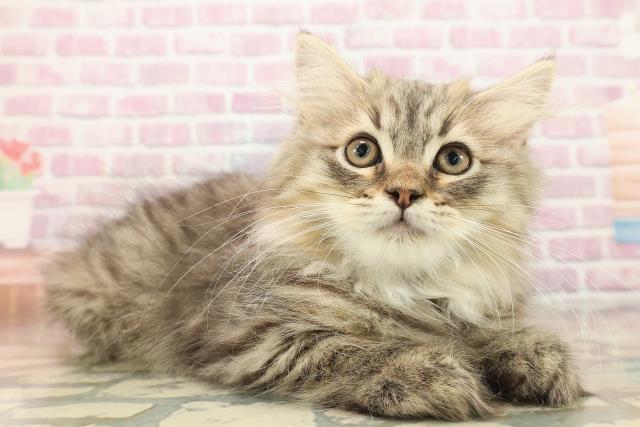 北海道のサイベリアン (Coo&RIKU室蘭店/2025年8月20日生まれ/男の子/ブラウンタビー)の子猫の3枚目の画像