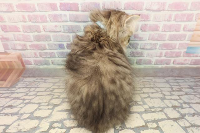 北海道のサイベリアン (Coo&RIKU室蘭店/2025年8月20日生まれ/男の子/ブラウンタビー)の子猫の4枚目の画像