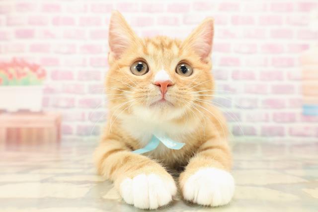 神奈川県のマンチカン (Coo&RIKU相模原店/2025年8月13日生まれ/男の子/レッドタビーホワイト)の子猫の1枚目の画像