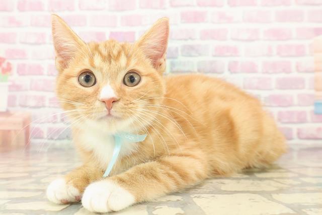 神奈川県のマンチカン (Coo&RIKU相模原店/2025年8月13日生まれ/男の子/レッドタビーホワイト)の子猫の2枚目の画像