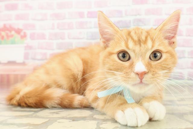 神奈川県のマンチカン (Coo&RIKU相模原店/2025年8月13日生まれ/男の子/レッドタビーホワイト)の子猫の3枚目の画像