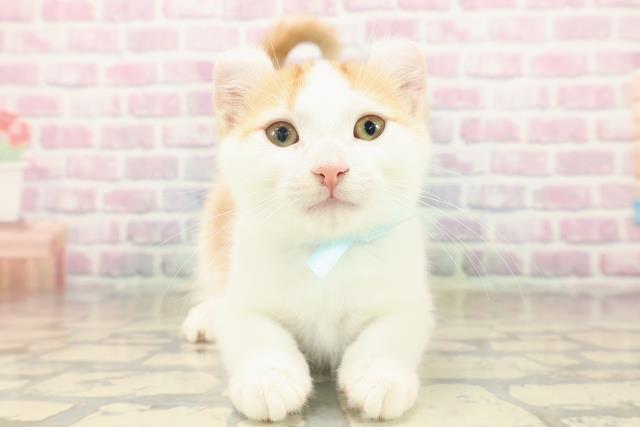 神奈川県のアメリカンカール (Coo&RIKU横須賀店/2025年8月13日生まれ/男の子/レッドタビーホワイト)の子猫