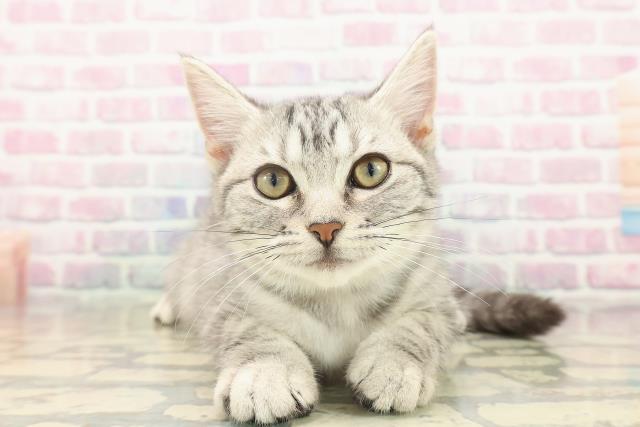 アメリカンショートヘアー