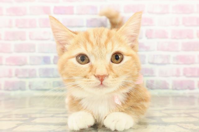 北海道のマンチカン (Coo&RIKU函館店/2025年8月2日生まれ/女の子/レッドタビーホワイト)の子猫